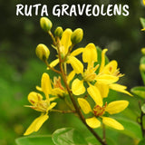 Boiron Ruta graveolens 9ch,Homeopathic medicine. Each tube contains 4 g (approximately 80 pellets)