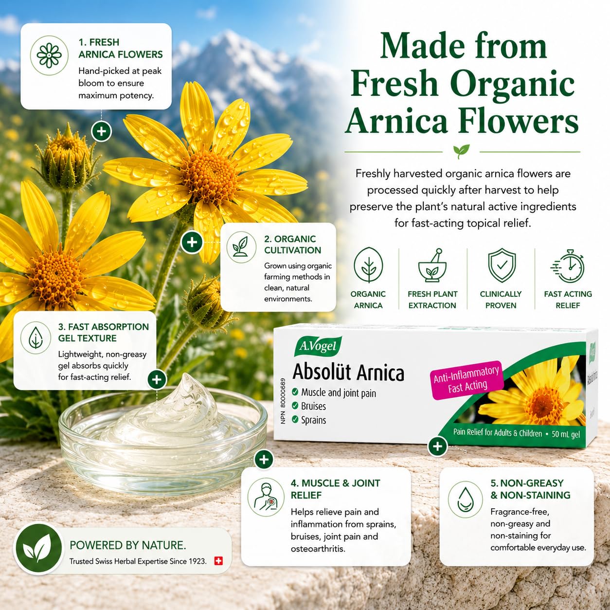 (2 Pack) A.Vogel Absolüt Arnica – Natural Pain Relief for Muscle & Joint Pain, Bruises, Sprains – Fast-Acting, Anti-Inflammatory Arnica Gel – For Adults & Children 2+ – 2x50 mL