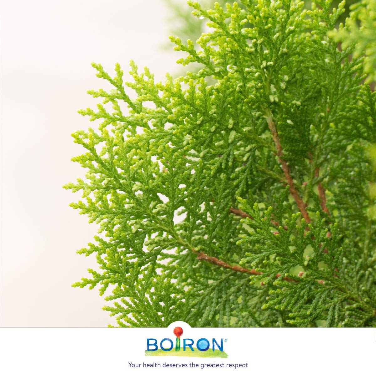 Boiron Thuja occidentalis 30ch.Homeopathic medicine 3 tubes (4g each tube)