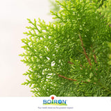 Boiron Thuja occidentalis 30ch.Homeopathic medicine 3 tubes (4g each tube)