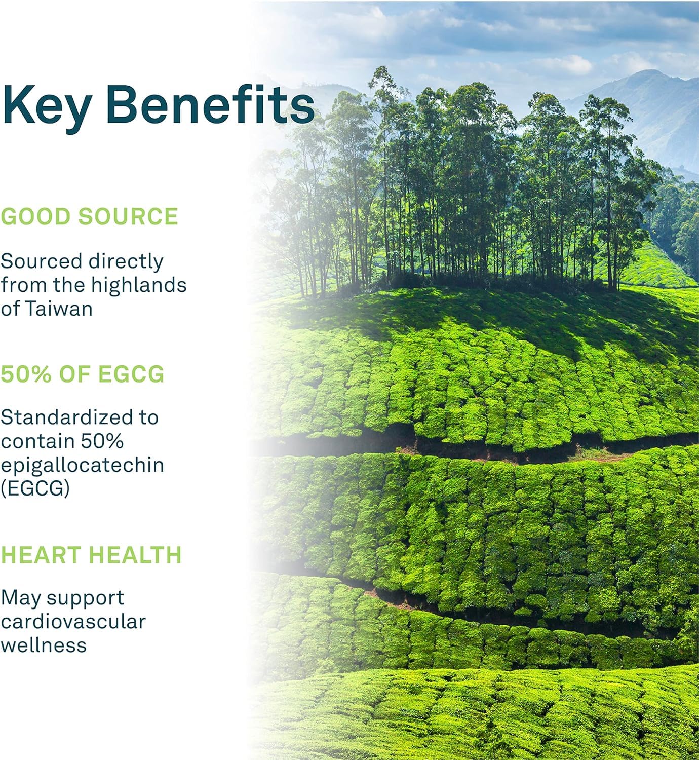 Organika Green Tea Extract 120 Vcaps